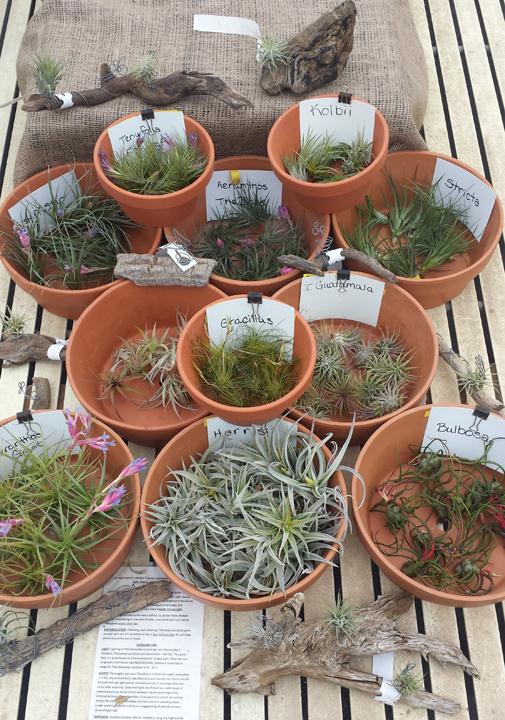 Dutch Meadows Garden Center & Landscaping Garden Centers Pella, IA