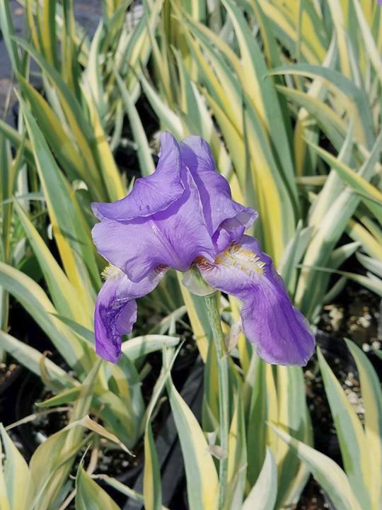 Dutch Meadows Garden Center & Landscaping Garden Centers Pella, IA