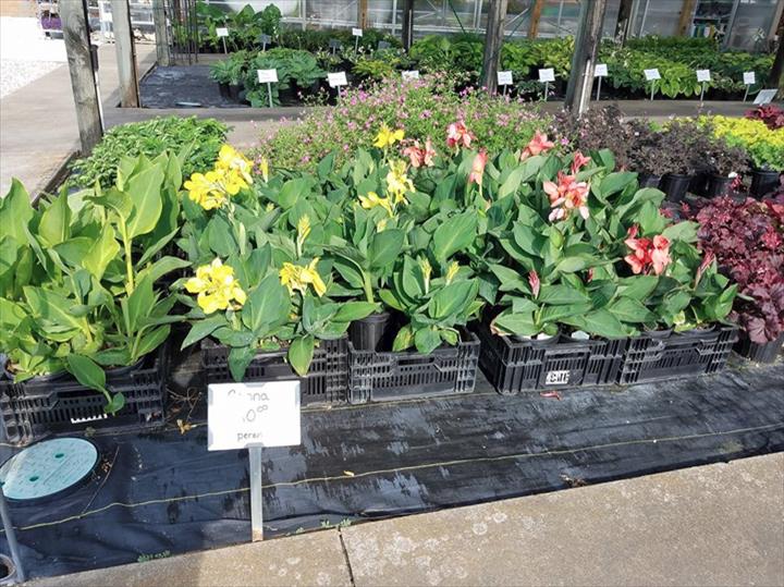 Dutch Meadows Garden Center & Landscaping Pella, IA